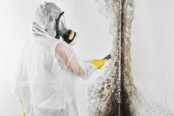 Best Basement Mold Remediation in Lynnwood, WA