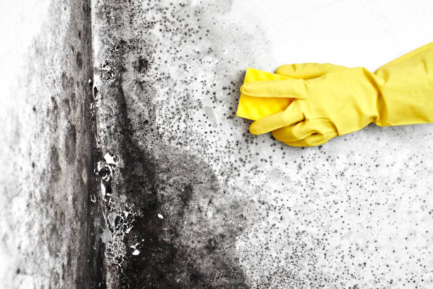 Best Health and Safety Mold Remediation in Lynnwood, WA