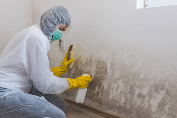 Best Black Mold Remediation in Lynnwood, WA