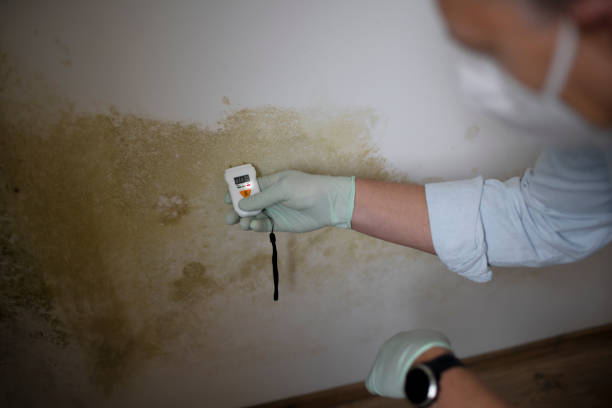 Best Residential Mold Remediation in Lynnwood, WA