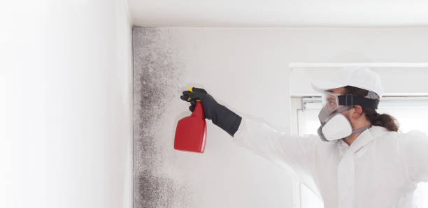 Best Residential Mold Remediation in Lynnwood, WA