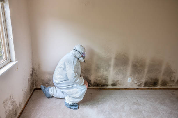 Best White Mold Remediation in Lynnwood, WA