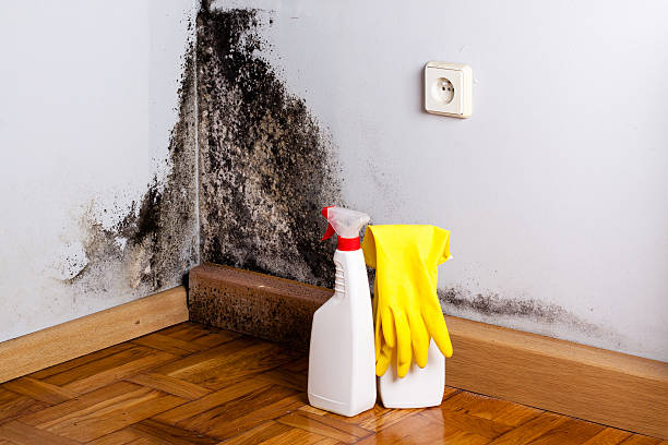 Best Mold Remediation for Schools in Lynnwood, WA