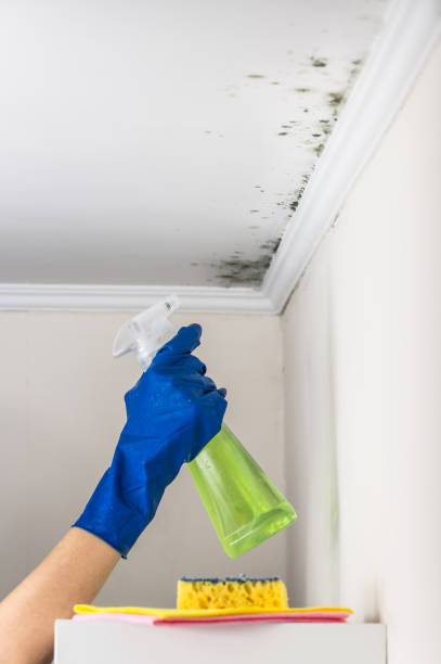 Best Industrial Mold Remediation in Lynnwood, WA